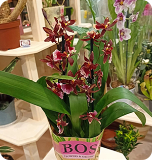 Горшечные цветы и орхидеи