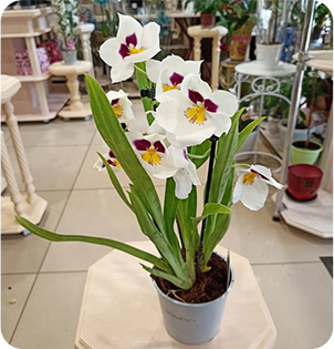 Горшечные цветы