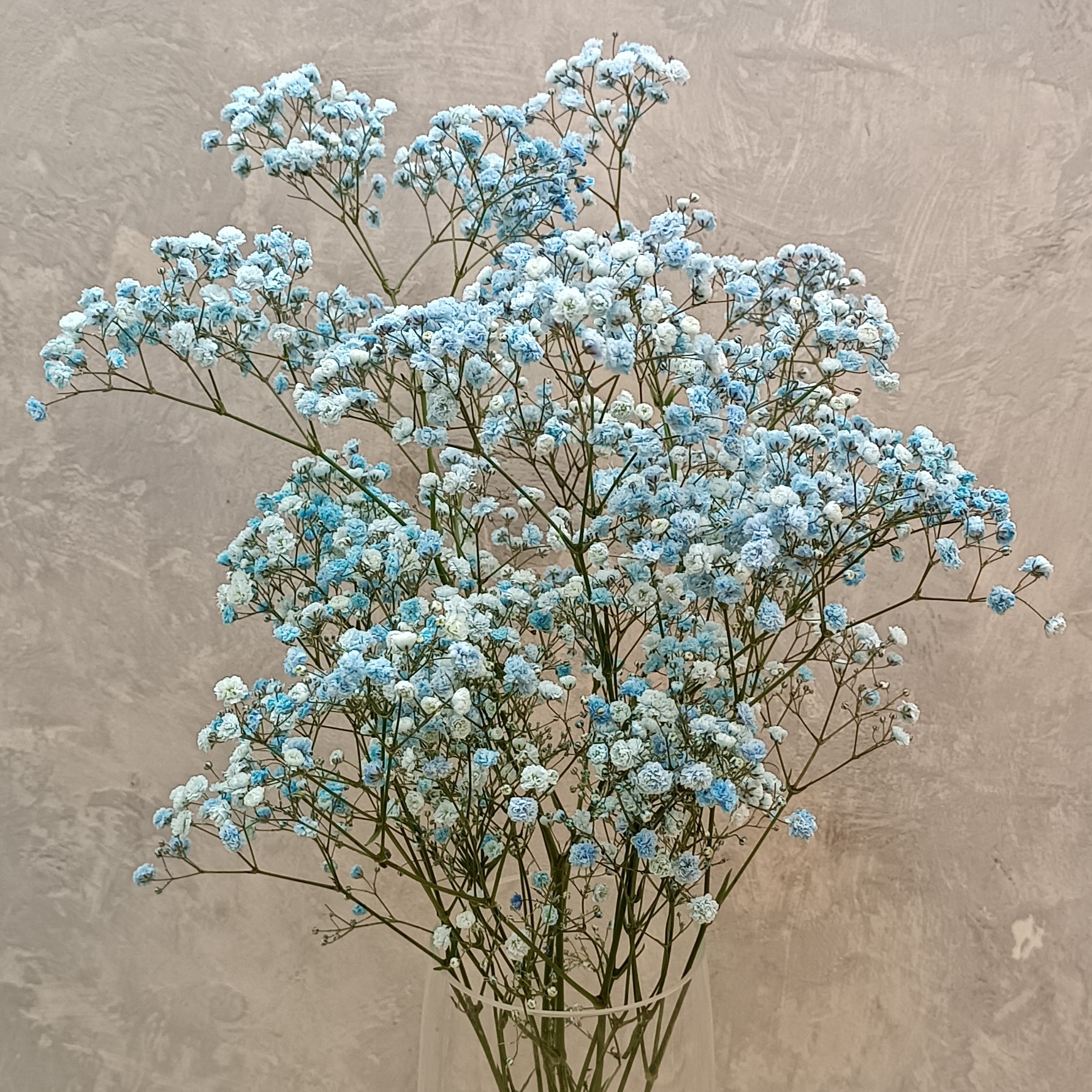 Гипсофила голубая