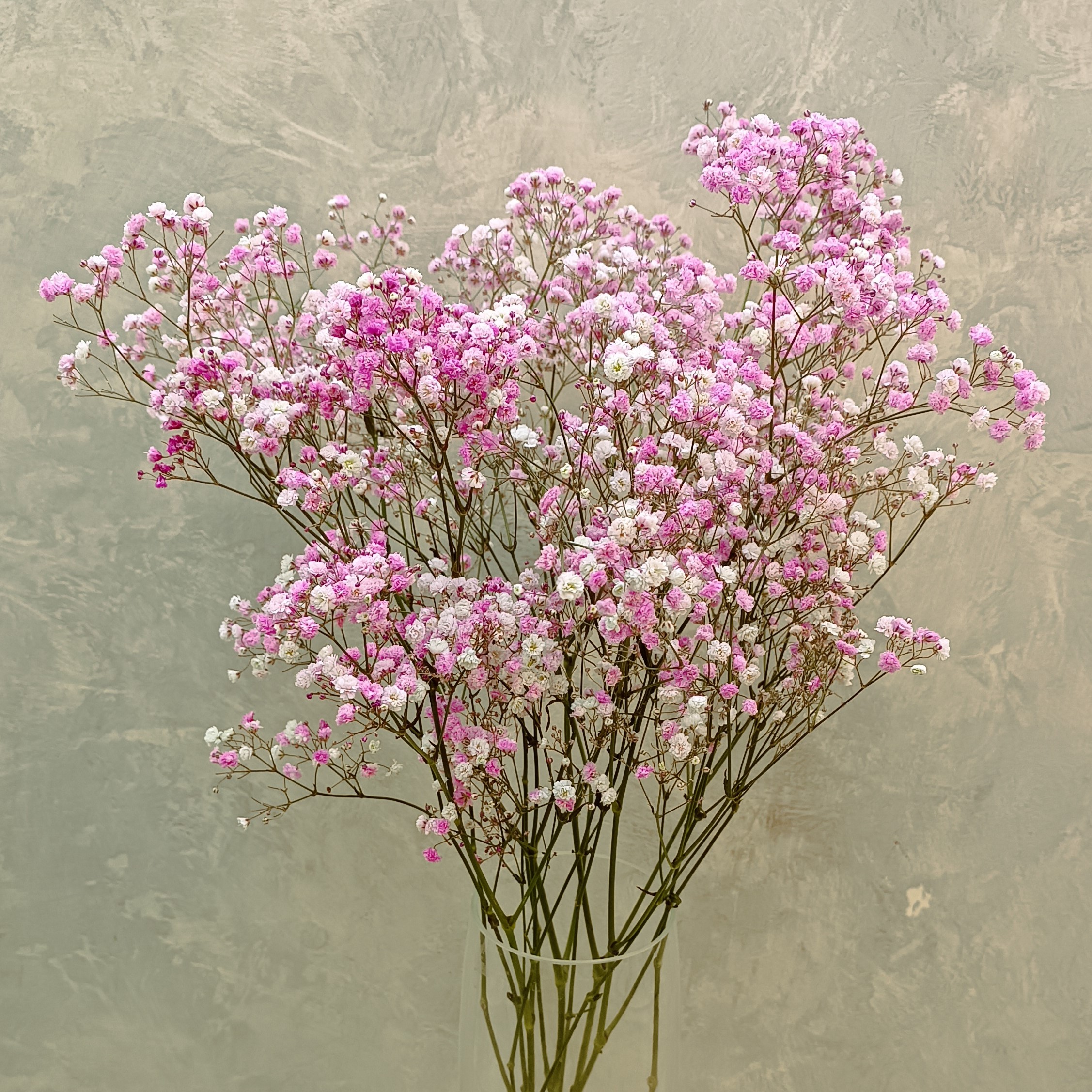 Гипсофила розовая