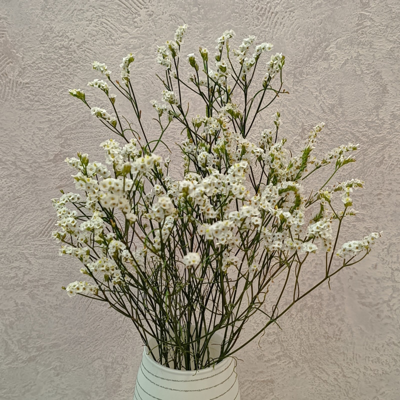 Лимониум белый