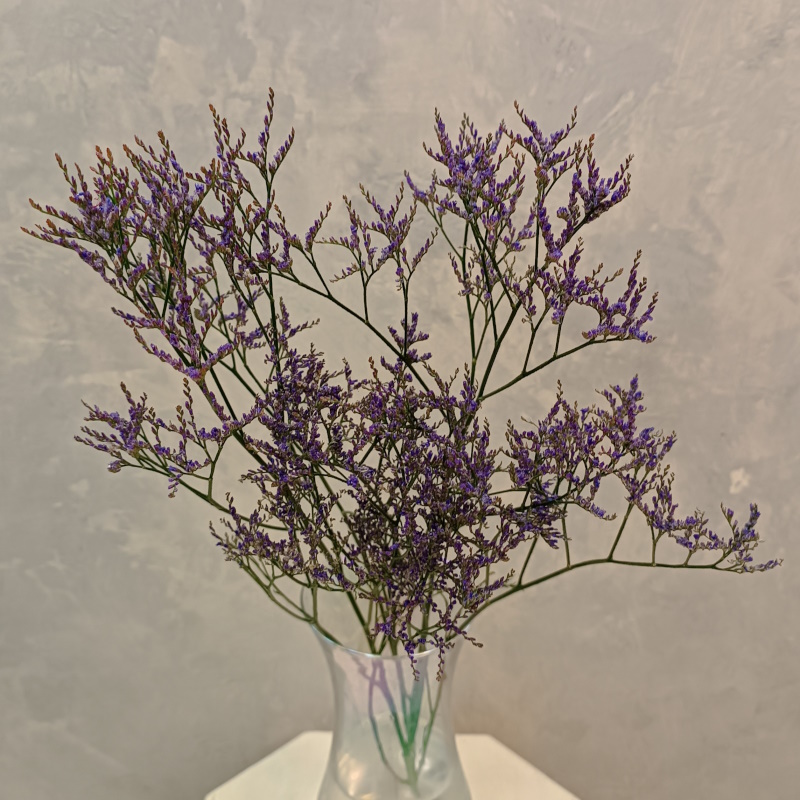 Лимониум синий