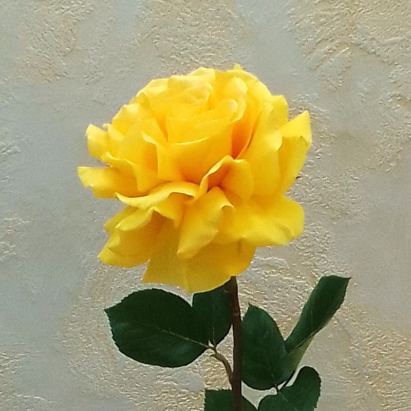 Французкая раскрытая роза Лайтхаус 70см.