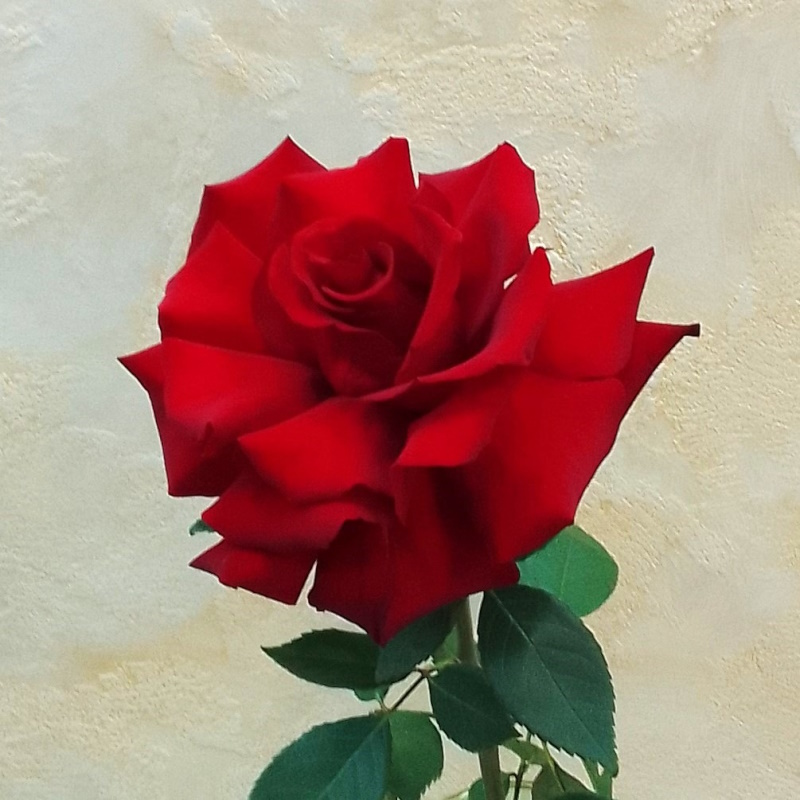 Французкая раскрытая роза Эксплорер 70см.