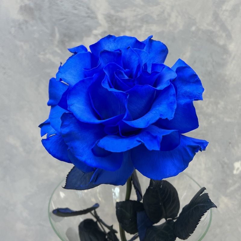 Французкая раскрытая синяя роза 60см.