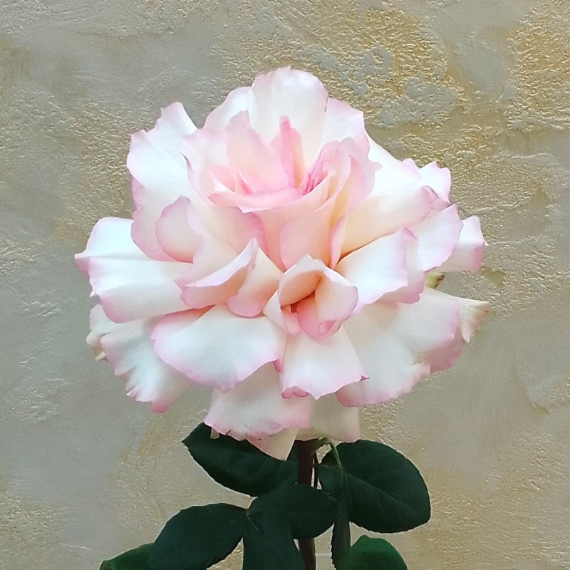 Французкая раскрытая роза Пинк Мондиаль 70см.