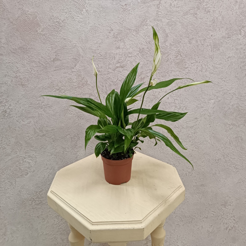 Спатифилум