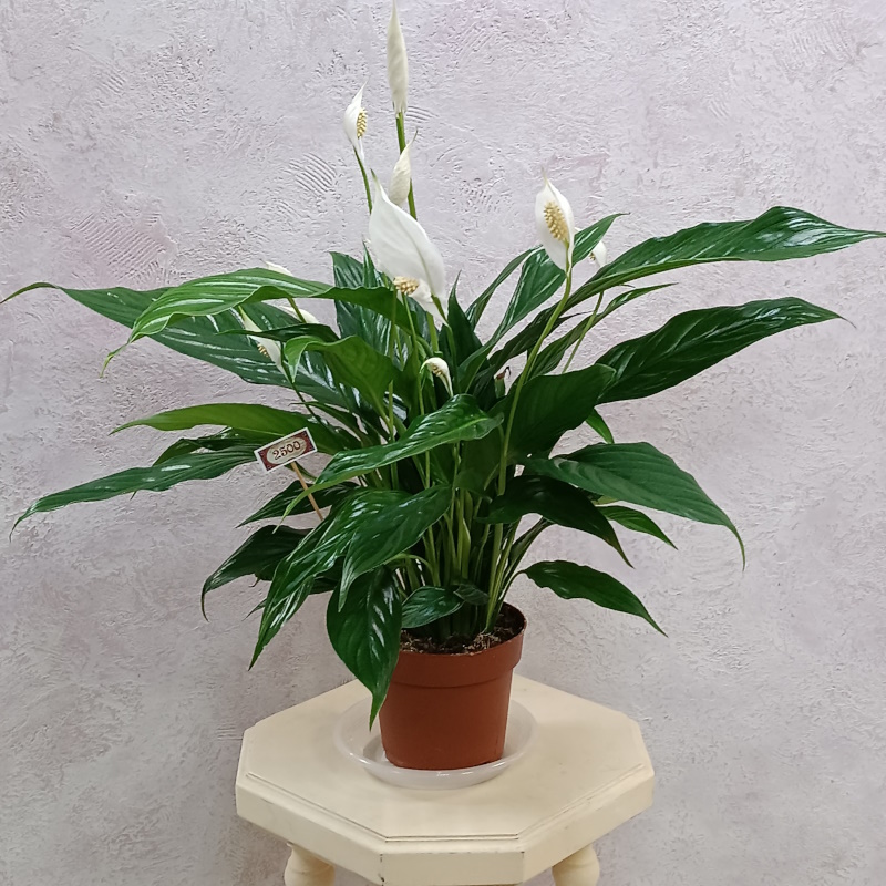 Спатифилум