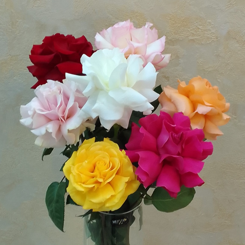 Французкая раскрытая роза 60см