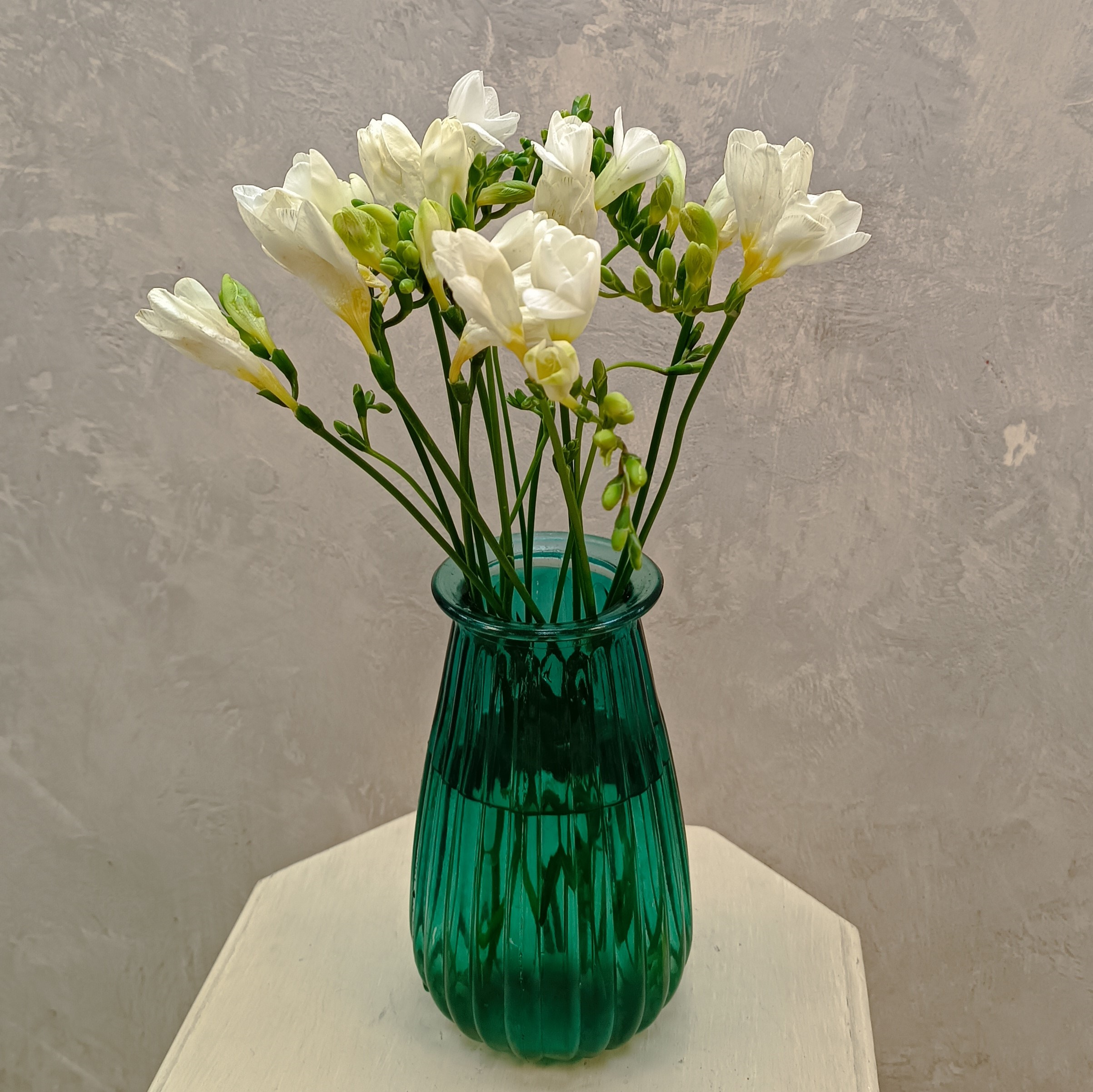 Фрезия белая