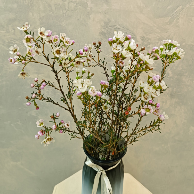 Хамелациум белый