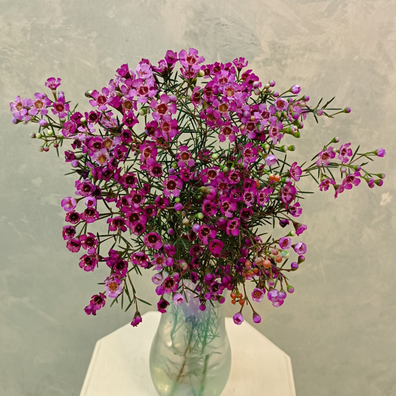 Хамелациум розовый