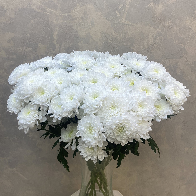 Хризантема кустовая Алтай