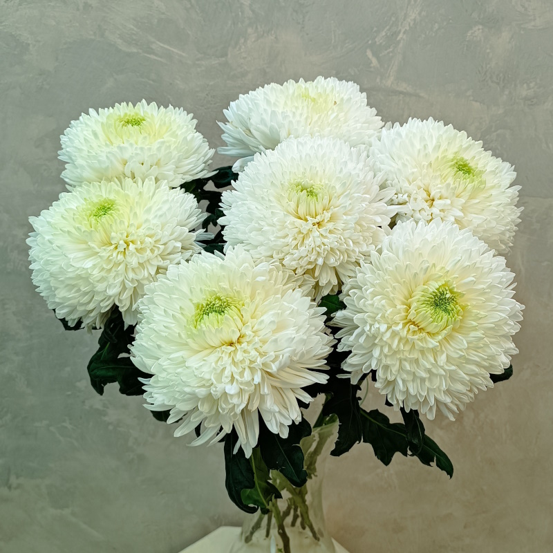 Хризантема одноголовая Магнум