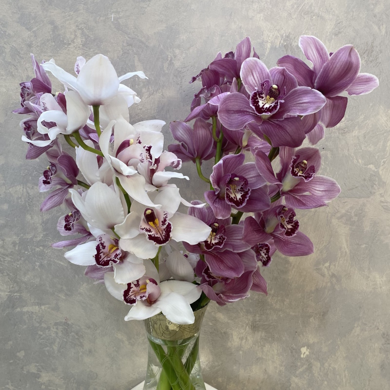 Цимбидиум ветка