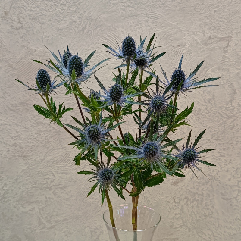Эрингиум Блю лагун