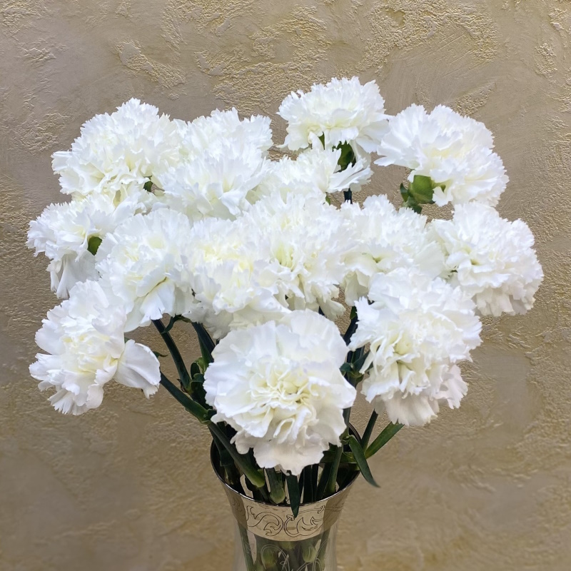 Диантусы белые