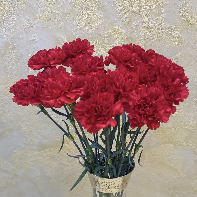 Диантусы красные