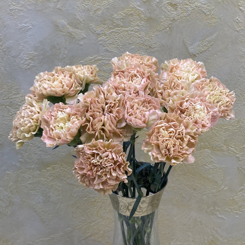 Диантусы кремовые