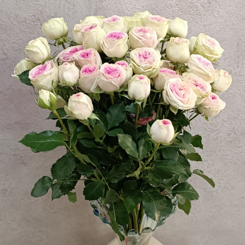 Кустовая роза Джелато 60см.