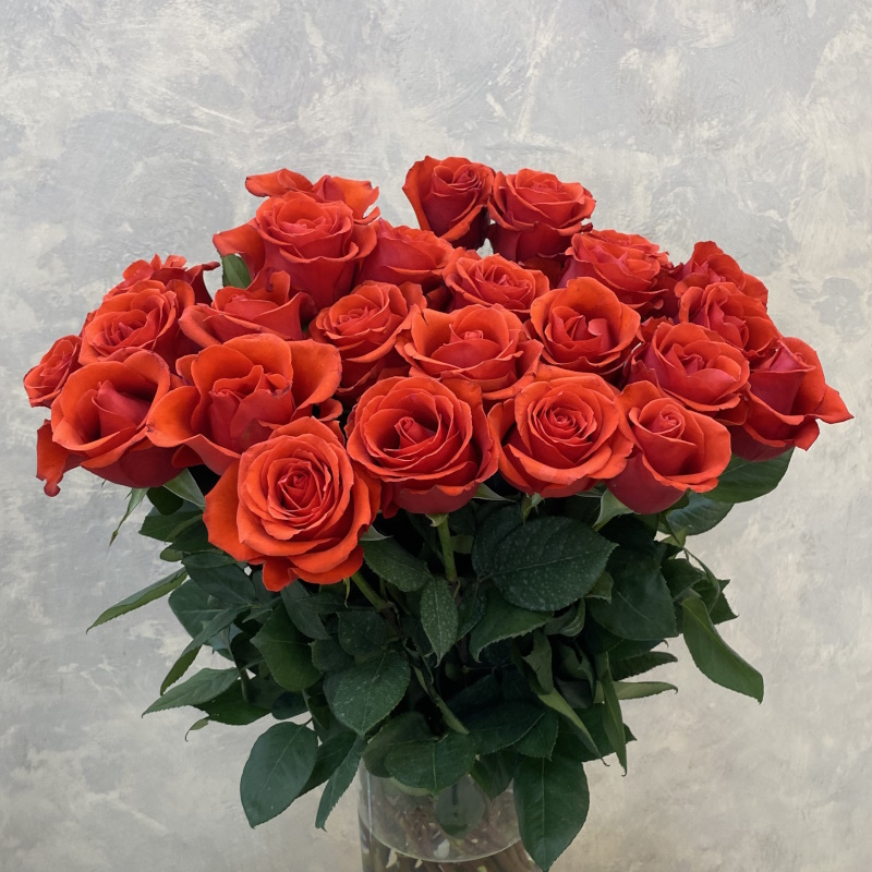 Роза Эквадора Нина  70см.